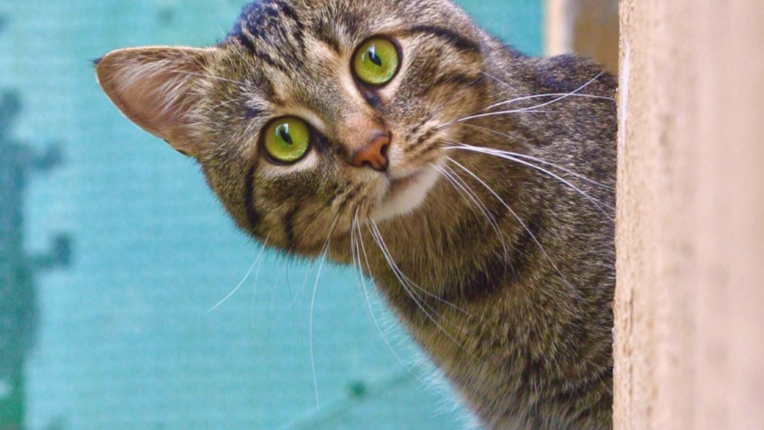 The Art of Cat Photography: Expert Tips for Capturing Stunning Photos of Your Furry Companion