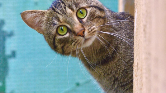 The Art of Cat Photography: Expert Tips for Capturing Stunning Photos of Your Furry Companion