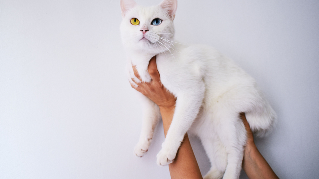 The Secret Life of Cats: Unraveling the Mysteries of Feline Behavior and Body Language