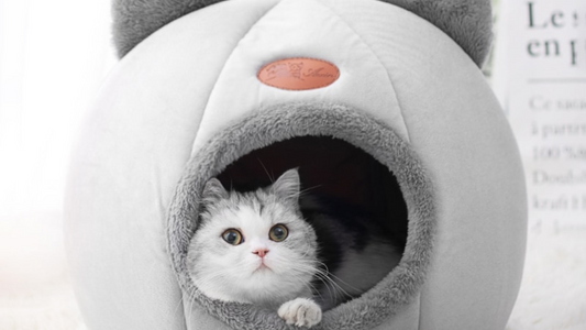 Finding the Purr-fect Hideaway for Kitty