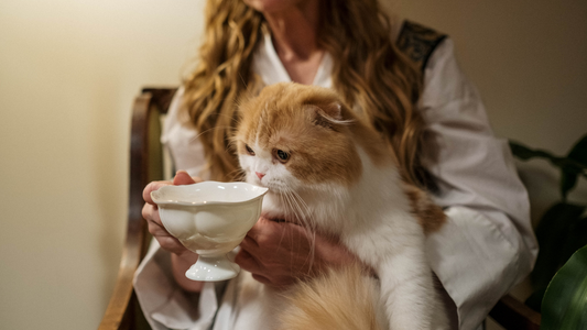 Some cat's love being groomed